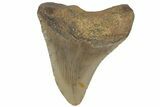 Bargain, Fossil Megalodon Tooth - North Carolina #219361-1